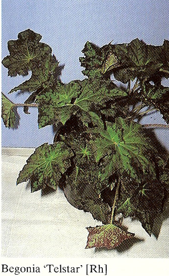 B. ‘Telstar’